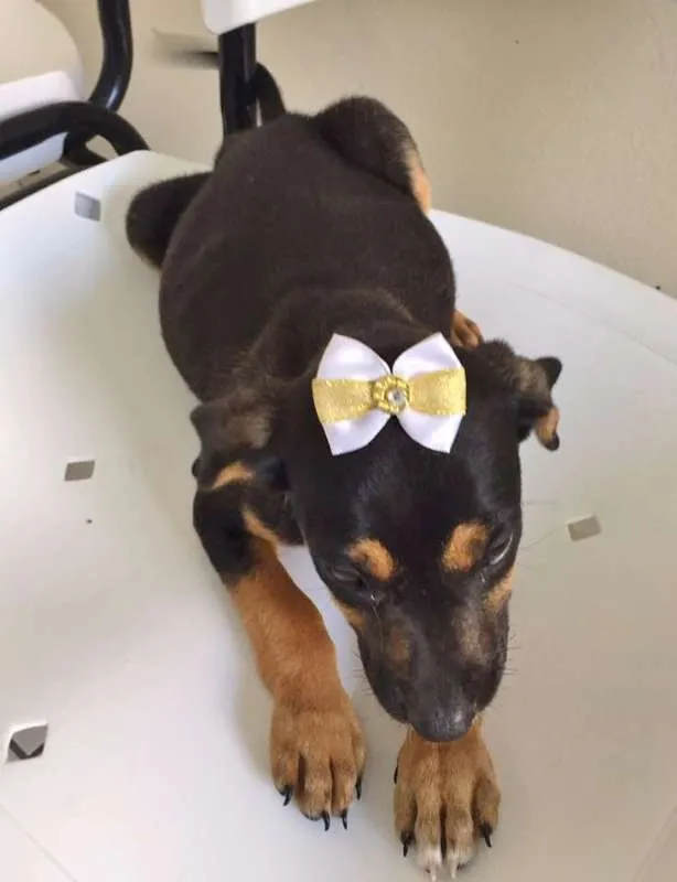 Cachorro ra a SRD idade  nome ALICE