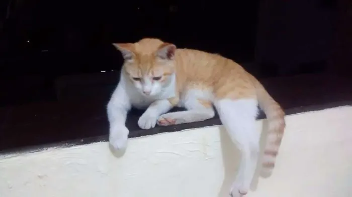 Gato raça vira lata idade Abaixo de 2 meses nome faisca