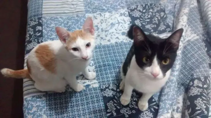 Gato raça vira lata idade Abaixo de 2 meses nome faisca