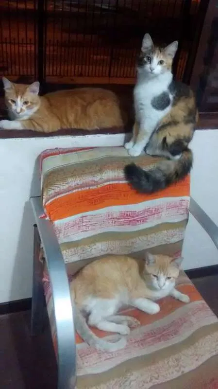 Gato raça vira lata idade Abaixo de 2 meses nome faisca