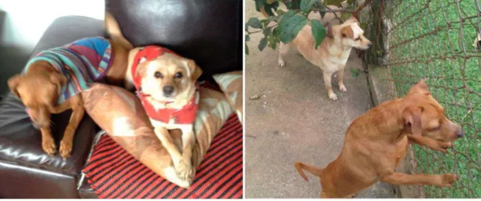 Cachorro ra a não definida idade 5 anos nome Ninho e Ninha