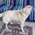 KIKO
