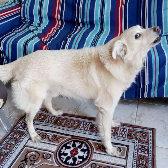 Cachorro ra a Golden Retriever idade 6 ou mais anos nome KIKO