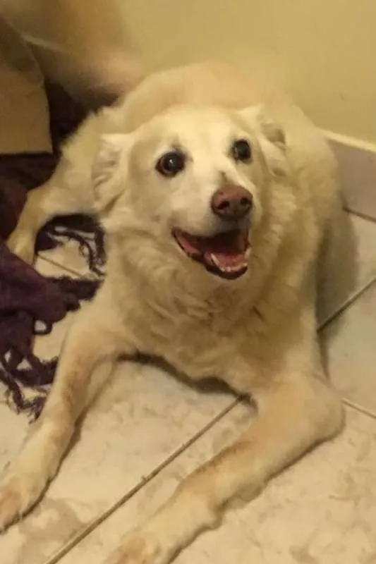 Cachorro ra a Golden Retriever idade 6 ou mais anos nome KIKO