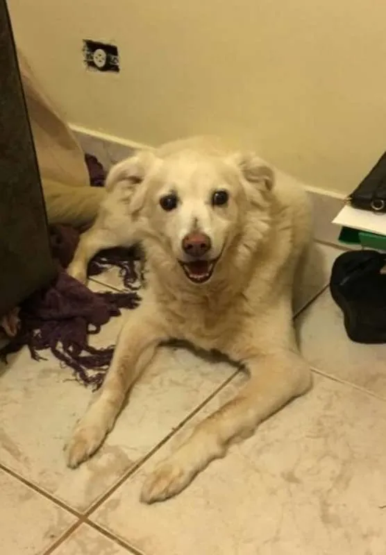 Cachorro ra a Golden Retriever idade 6 ou mais anos nome KIKO
