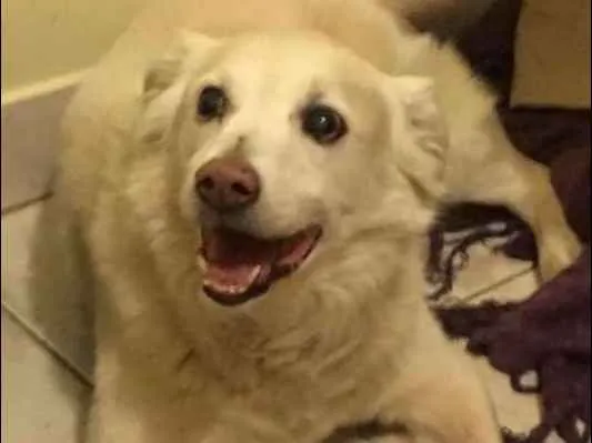 Cachorro ra a Golden Retriever idade 6 ou mais anos nome KIKO