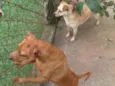 Ninho e Ninha
