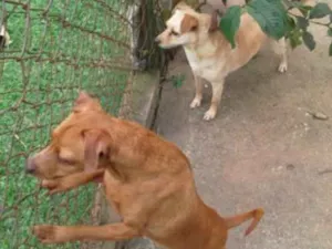 Cachorro raça não definida idade 5 anos nome Ninho e Ninha