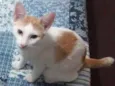 faisca
