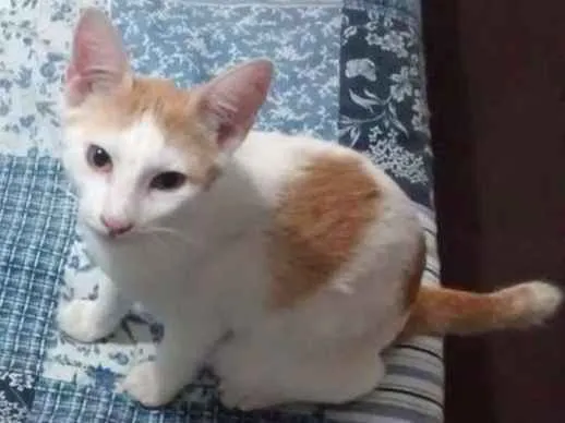 Gato raça vira lata idade Abaixo de 2 meses nome faisca