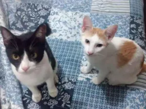Gato raça vira lata idade Abaixo de 2 meses nome faisca