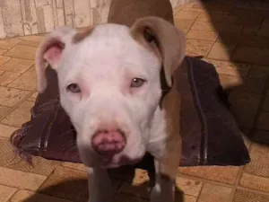 Cachorro raça Pit Bull idade 2 a 6 meses nome Hanna