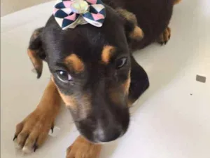 Cachorro raça SRD idade  nome ALICE