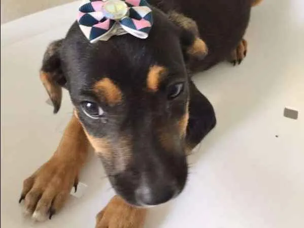 Cachorro ra a SRD idade  nome ALICE