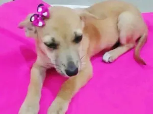 Cachorro raça SRD idade 2 a 6 meses nome LELINHA