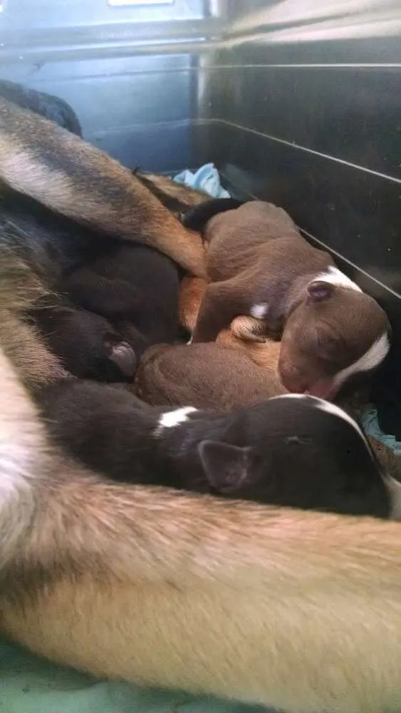 Cachorro ra a Vira lata idade Abaixo de 2 meses nome Nenhum nome