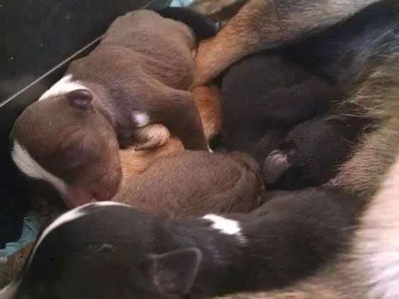 Cachorro ra a Vira lata idade Abaixo de 2 meses nome Nenhum nome