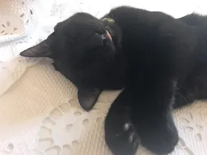 Gato raça Sdf idade 2 a 6 meses nome Mumu