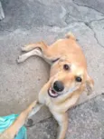 Mel