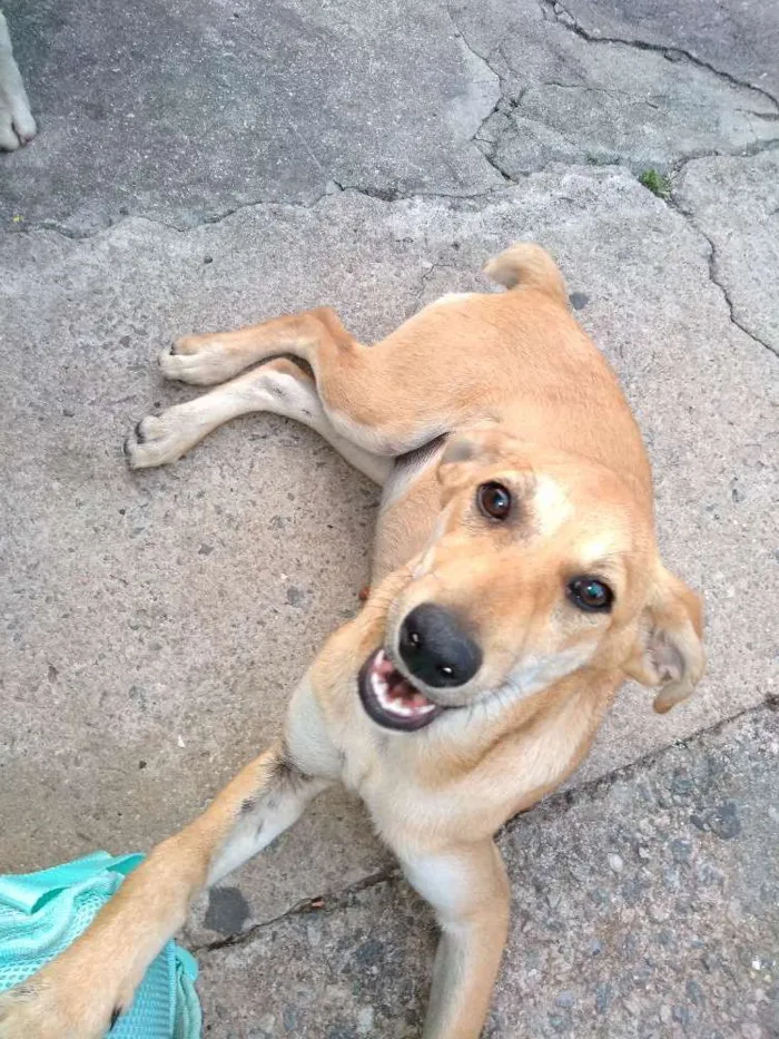 Cachorro ra a Srd idade 2 a 6 meses nome Mel