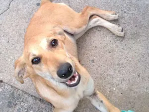 Cachorro raça Srd idade 2 a 6 meses nome Mel