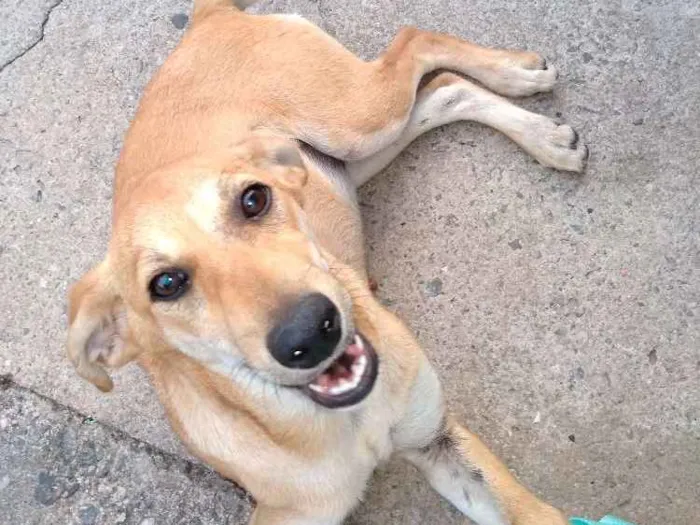 Cachorro ra a Srd idade 2 a 6 meses nome Mel