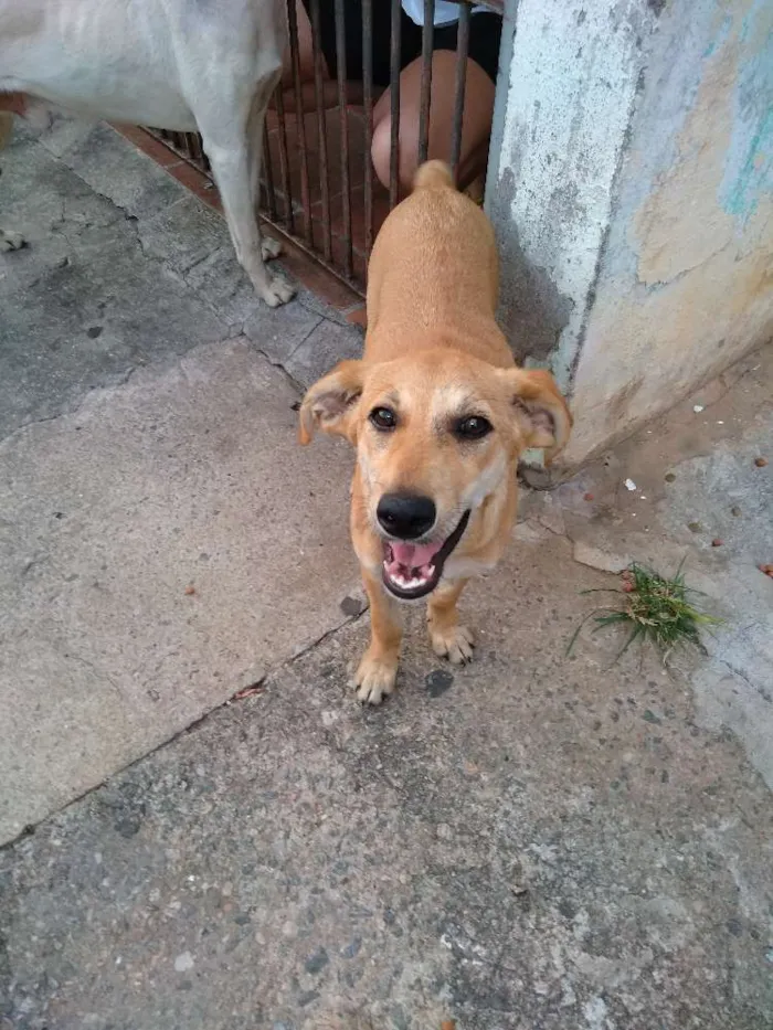 Cachorro ra a Srd idade 2 a 6 meses nome Mel