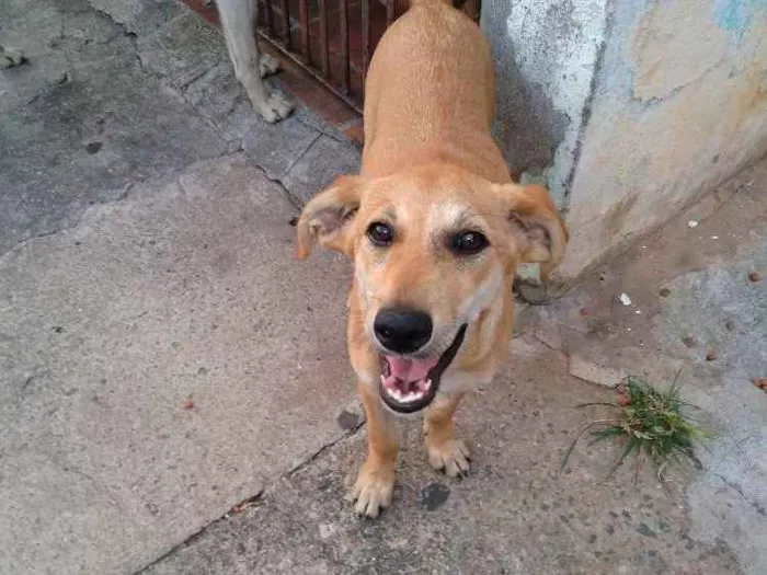 Cachorro ra a Srd idade 2 a 6 meses nome Mel