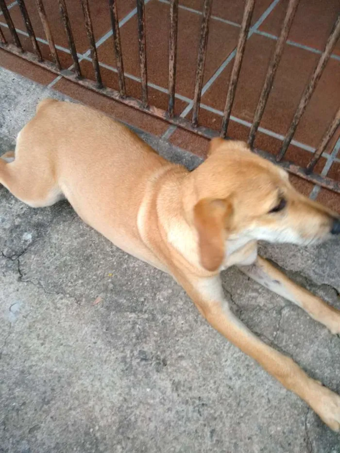 Cachorro ra a Srd idade 2 a 6 meses nome Mel