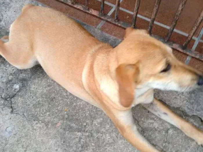 Cachorro ra a Srd idade 2 a 6 meses nome Mel