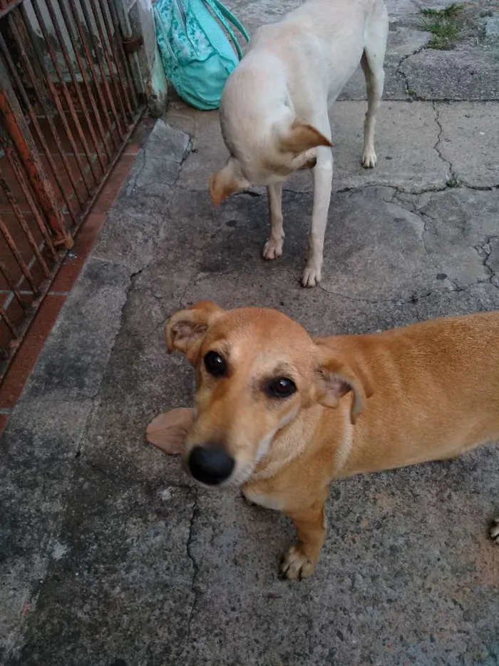 Cachorro ra a Srd idade 2 a 6 meses nome Mel