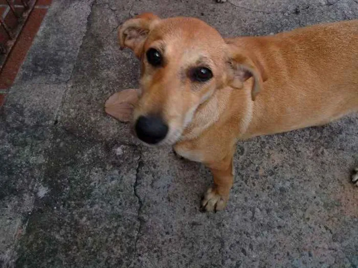 Cachorro ra a Srd idade 2 a 6 meses nome Mel