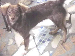 Cachorro raça Vira Lata idade 1 ano nome Nona e Sexta