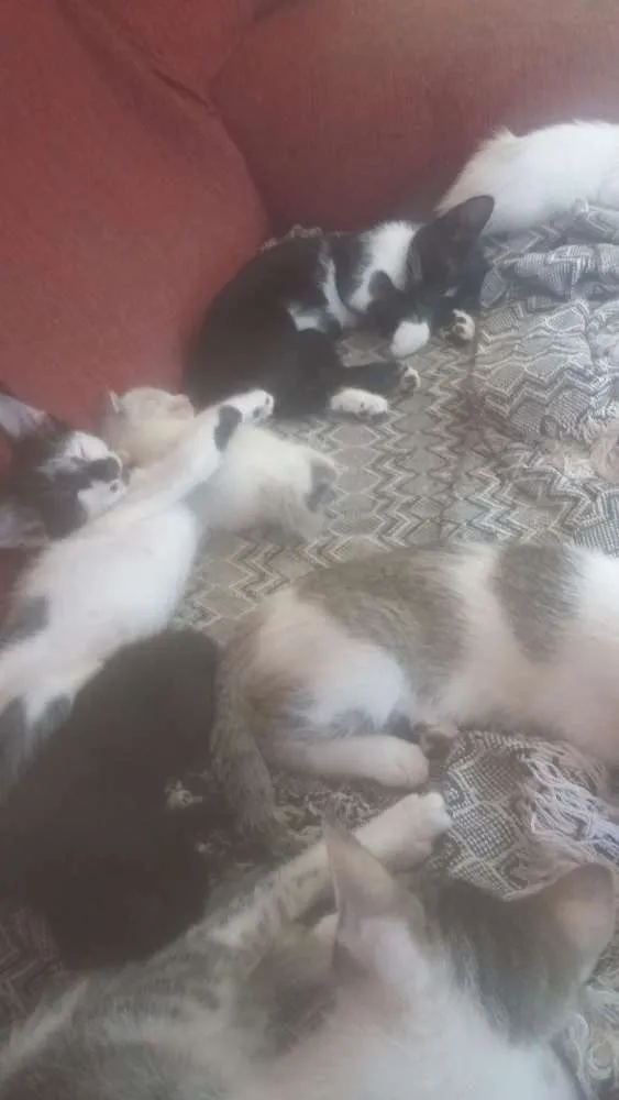 Gato ra a  idade Abaixo de 2 meses nome Não tem nome ainda 