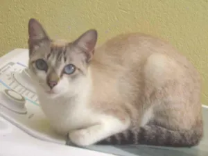 Gato raça Vira Lata idade 1 ano nome Kimi, Yume e Jesse