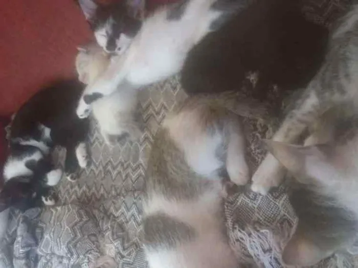 Gato ra a  idade Abaixo de 2 meses nome Não tem nome ainda 