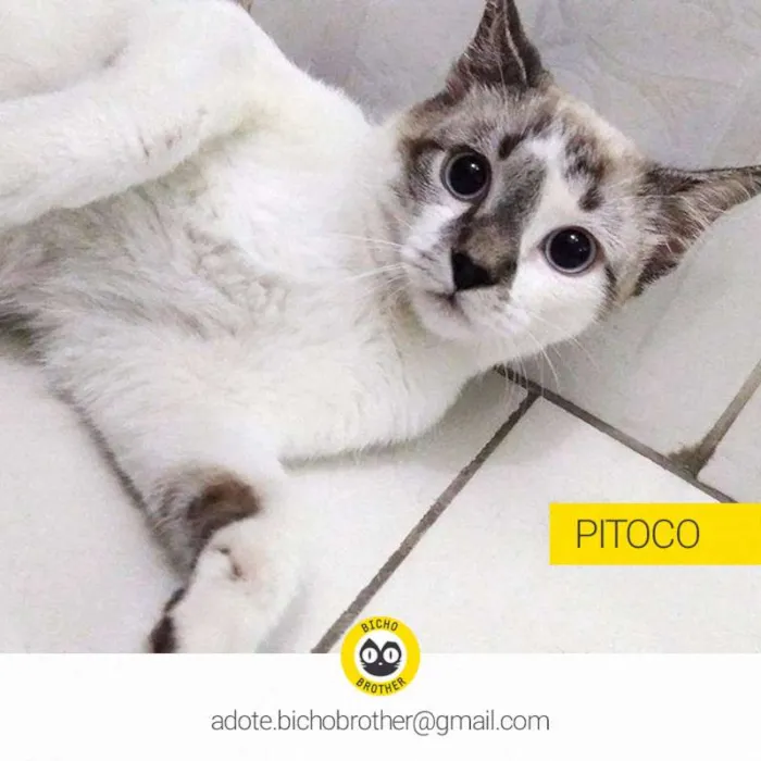 Gato ra a SRD idade 2 a 6 meses nome Pitoco
