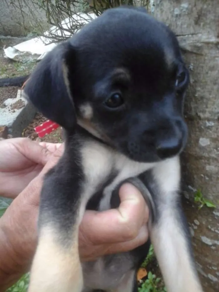 Cachorro ra a Vira lata idade Abaixo de 2 meses nome Ainda não tem