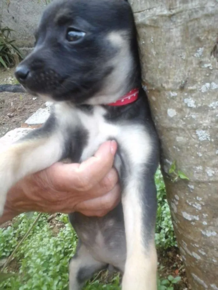 Cachorro ra a Vira lata idade Abaixo de 2 meses nome Ainda não tem