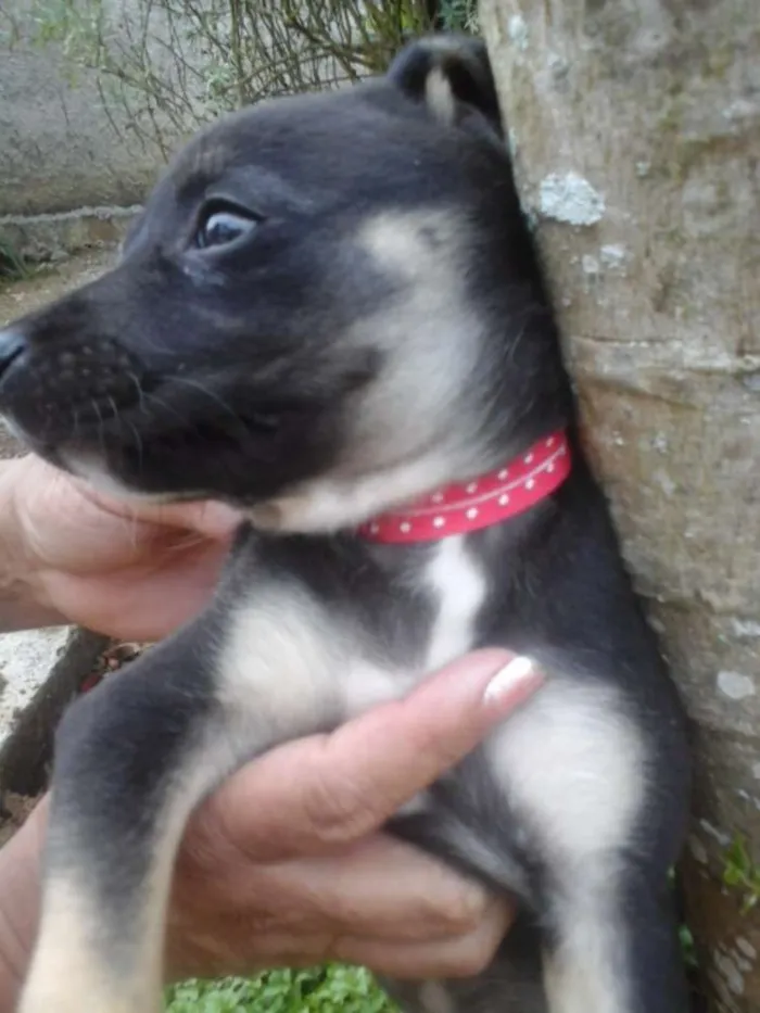 Cachorro ra a Vira lata idade Abaixo de 2 meses nome Ainda não tem