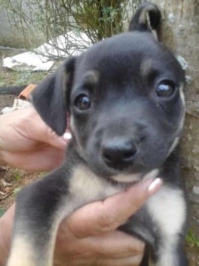 Cachorro ra a Vira lata idade Abaixo de 2 meses nome Ainda não tem
