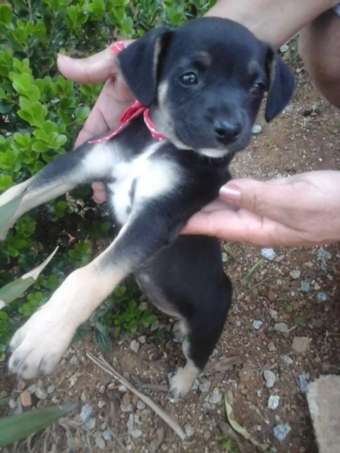 Cachorro ra a Vira lata idade Abaixo de 2 meses nome Ainda não tem