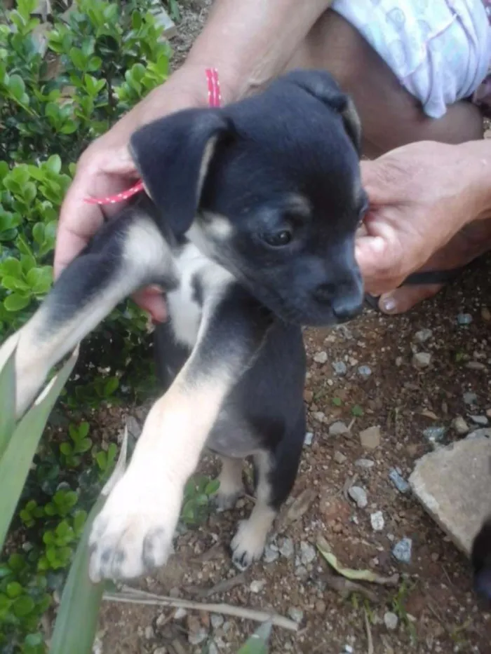 Cachorro ra a Vira lata idade Abaixo de 2 meses nome Ainda não tem