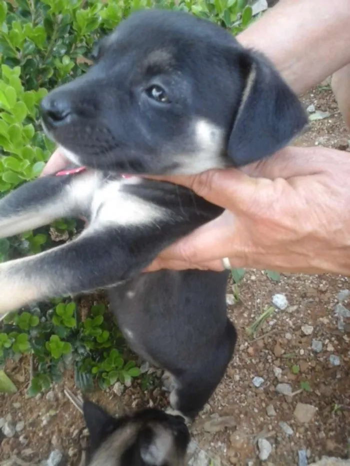 Cachorro ra a Vira lata idade Abaixo de 2 meses nome Ainda não tem