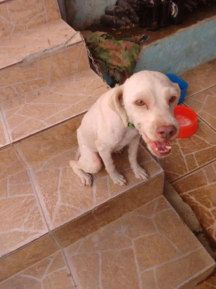 Cachorro raça Poodle com Cocker spaniel idade 3 anos nome Hellen Júnia 