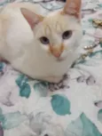 Maestro