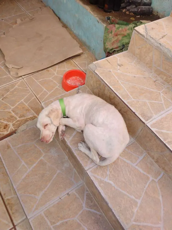 Cachorro raça Poodle com Cocker spaniel idade 3 anos nome Hellen Júnia 