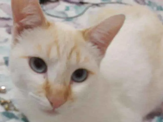 Gato ra a SRD idade 2 anos nome Maestro