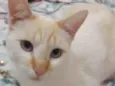 Maestro