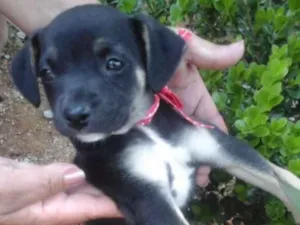 Cachorro raça Vira lata idade Abaixo de 2 meses nome Ainda não tem